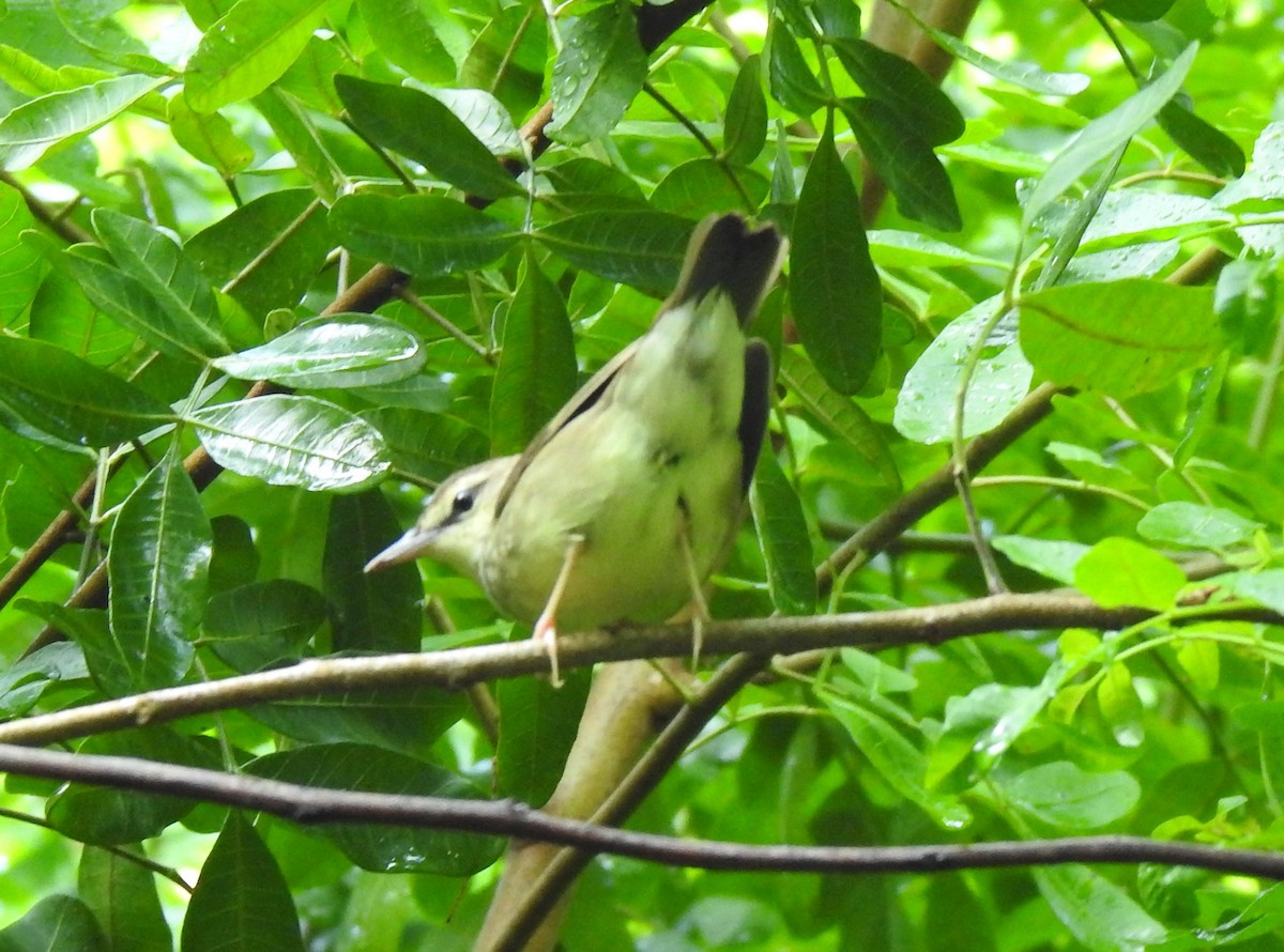 Swainson's Warbler - ML609255036