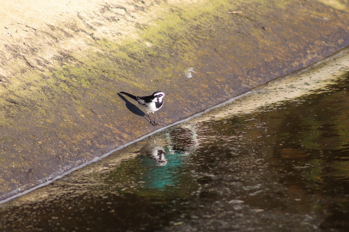 African Pied Wagtail - ML609255048