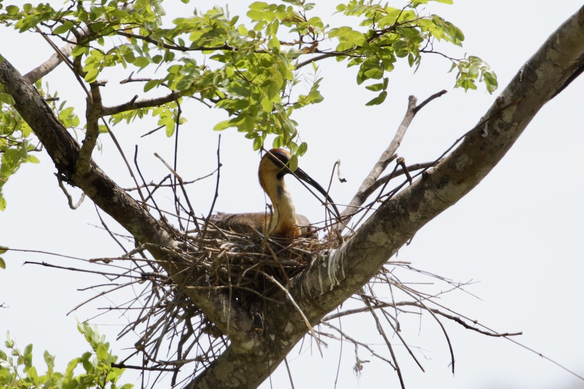 Buff-necked Ibis - ML609255059