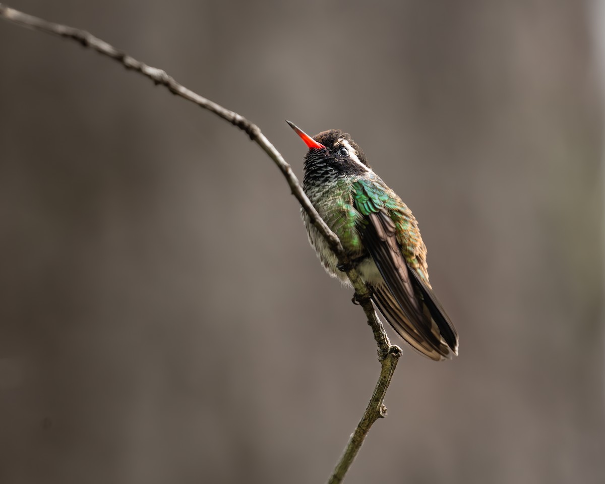 White-eared Hummingbird - ML609255078