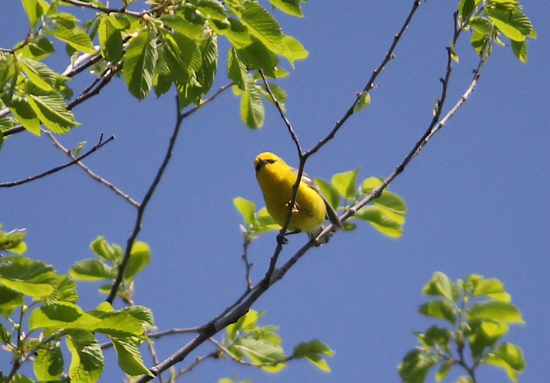 Blue-winged Warbler - Emma Rosen