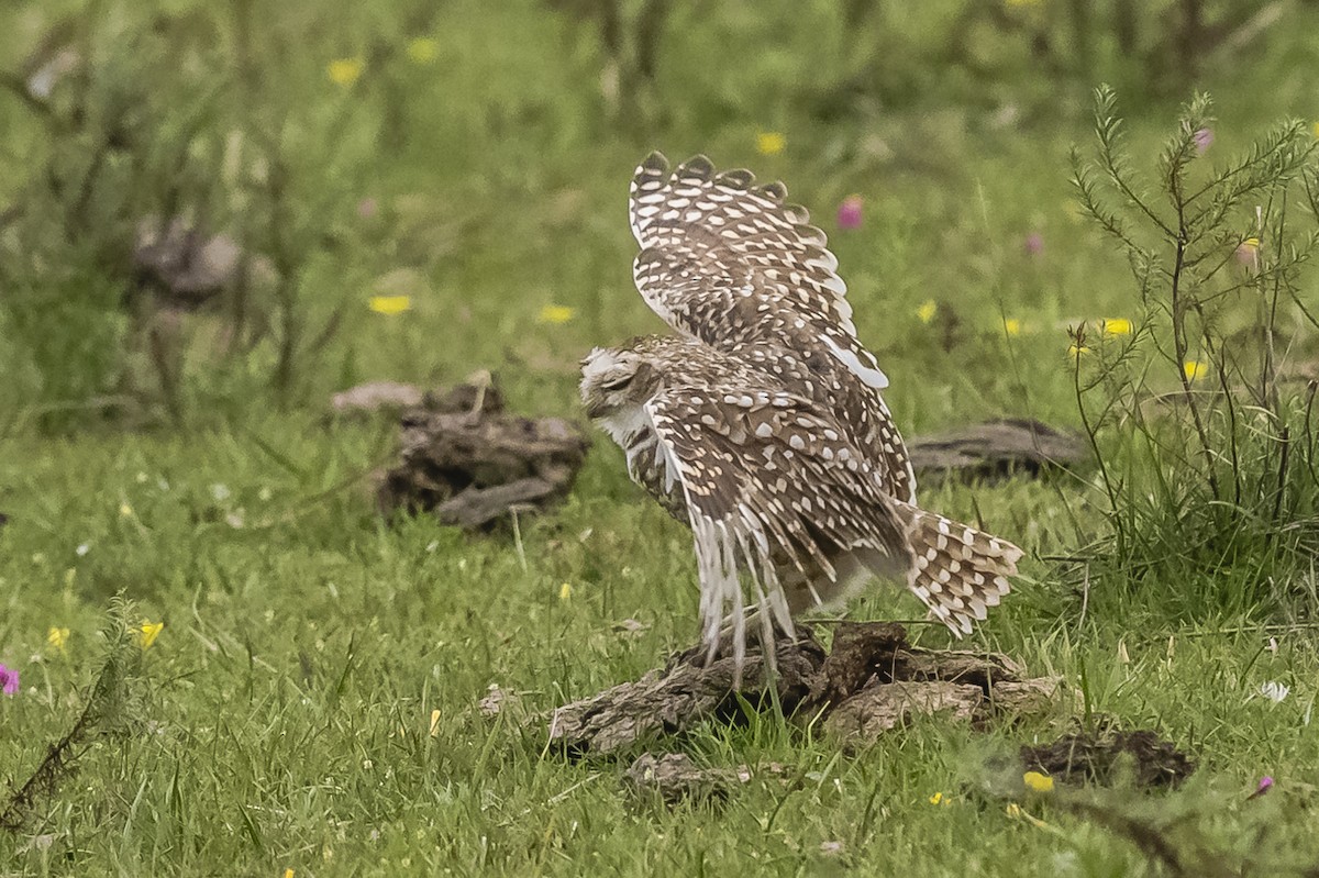 Burrowing Owl - ML609255108