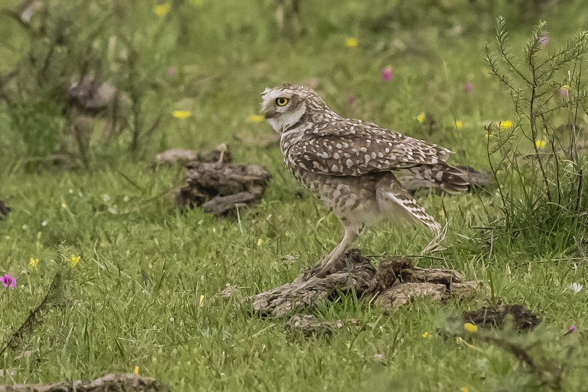 Burrowing Owl - ML609255109