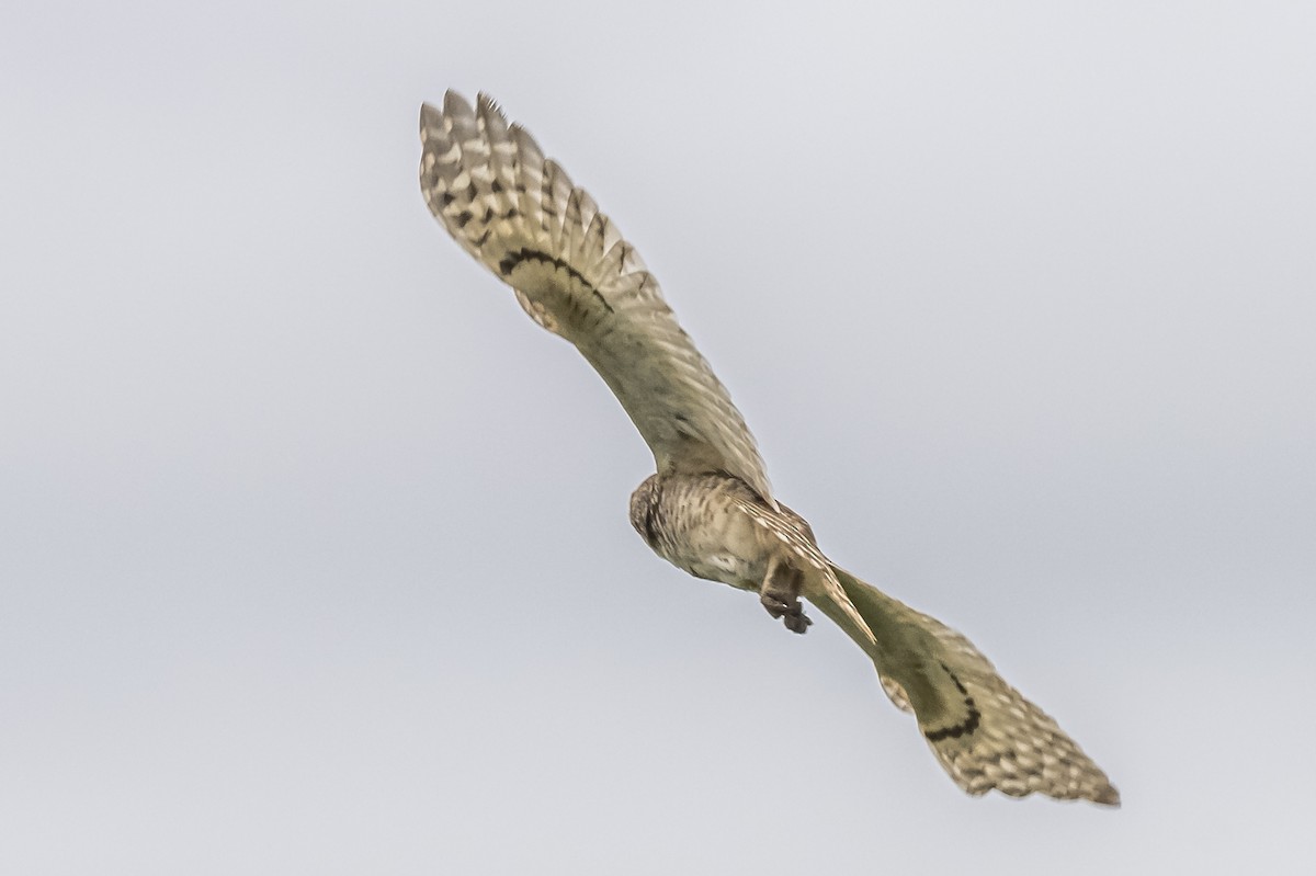 Burrowing Owl - ML609255118
