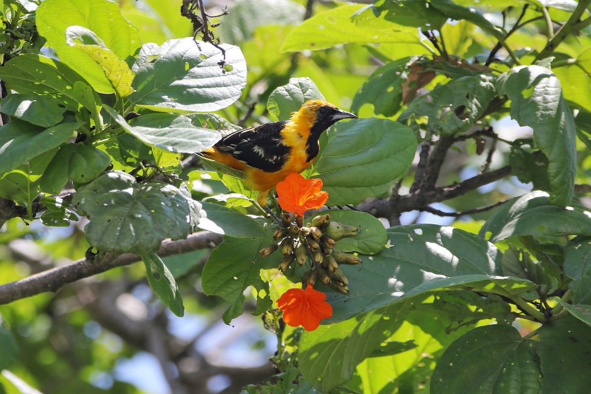 Hooded Oriole - ML609255226