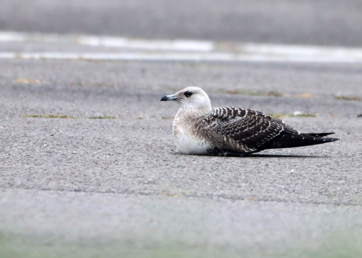 Long-tailed Jaeger - Bruce Arnold