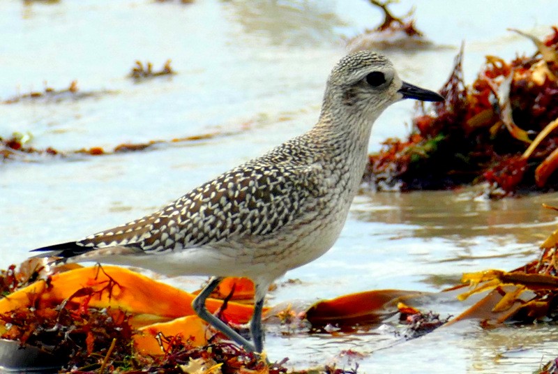 Black-bellied Plover - Brad Woodward