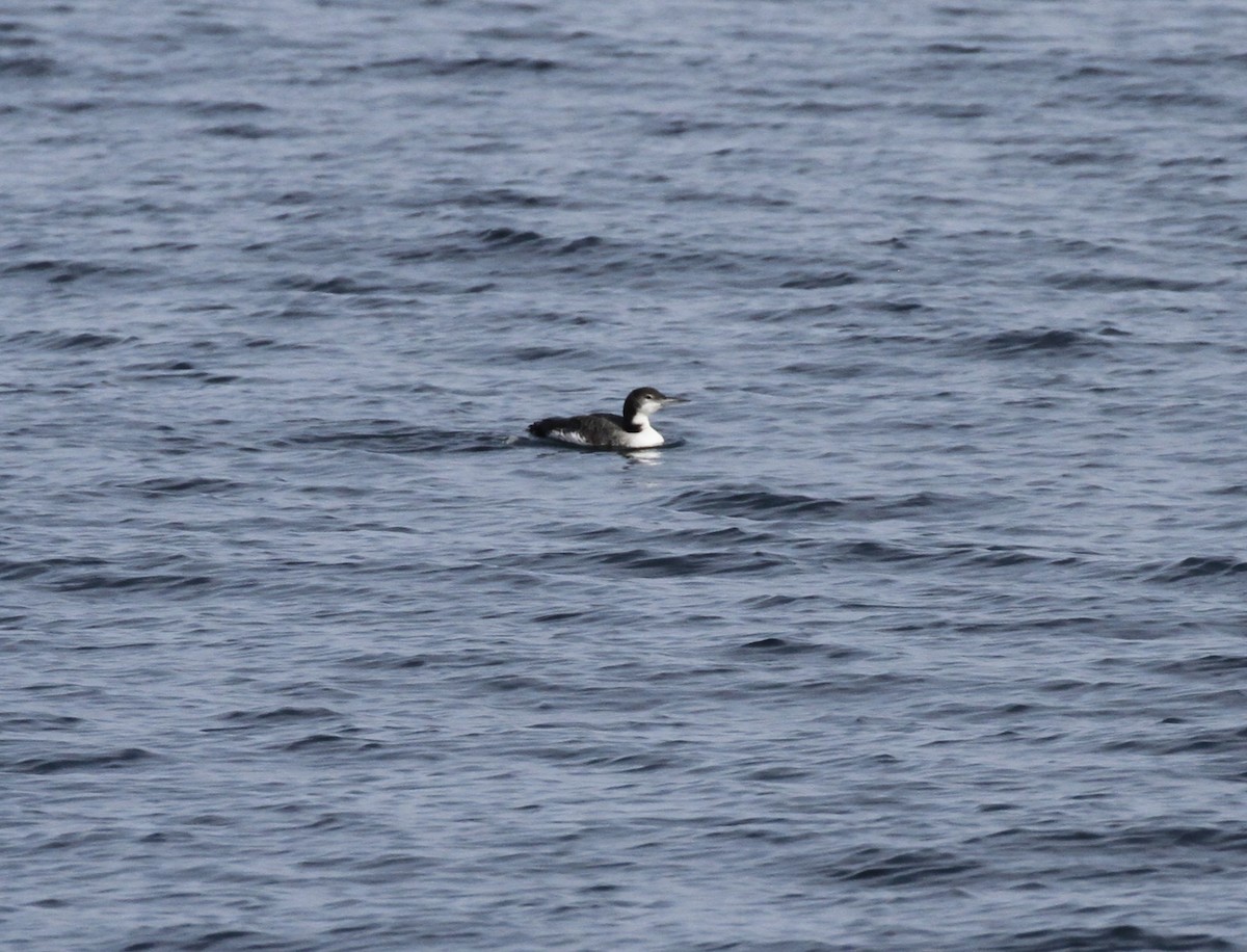 Common Loon - ML609255355