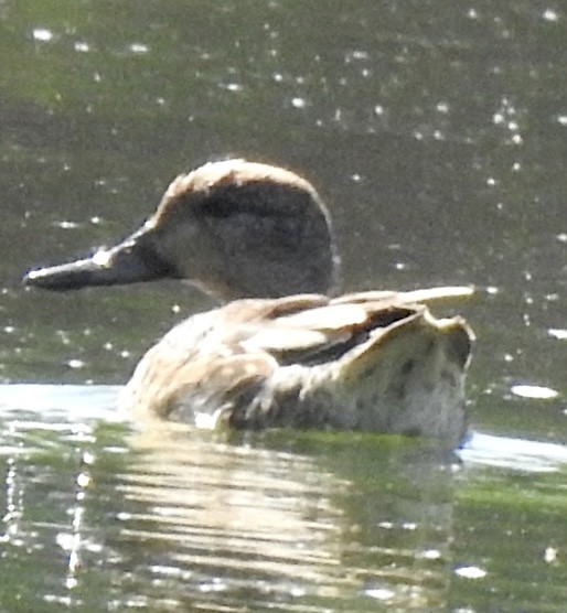 Northern Pintail - ML609255426