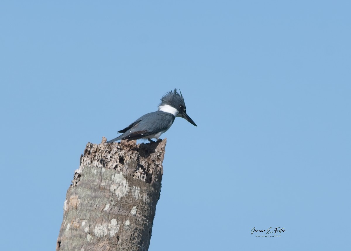 Belted Kingfisher - ML609255453