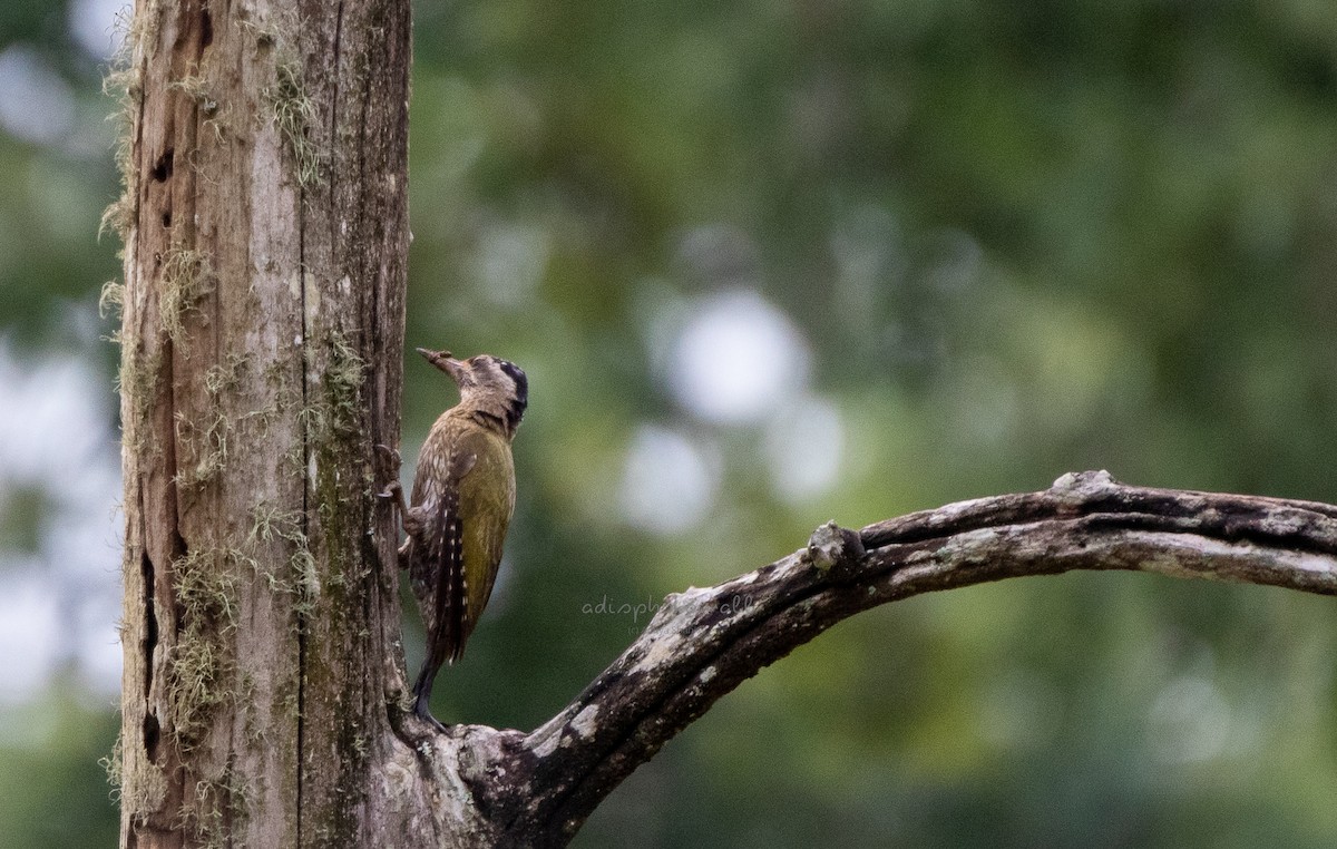 Streak-throated Woodpecker - Aditya Shankar