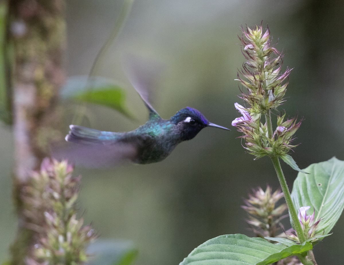 Violet-headed Hummingbird - ML609255597