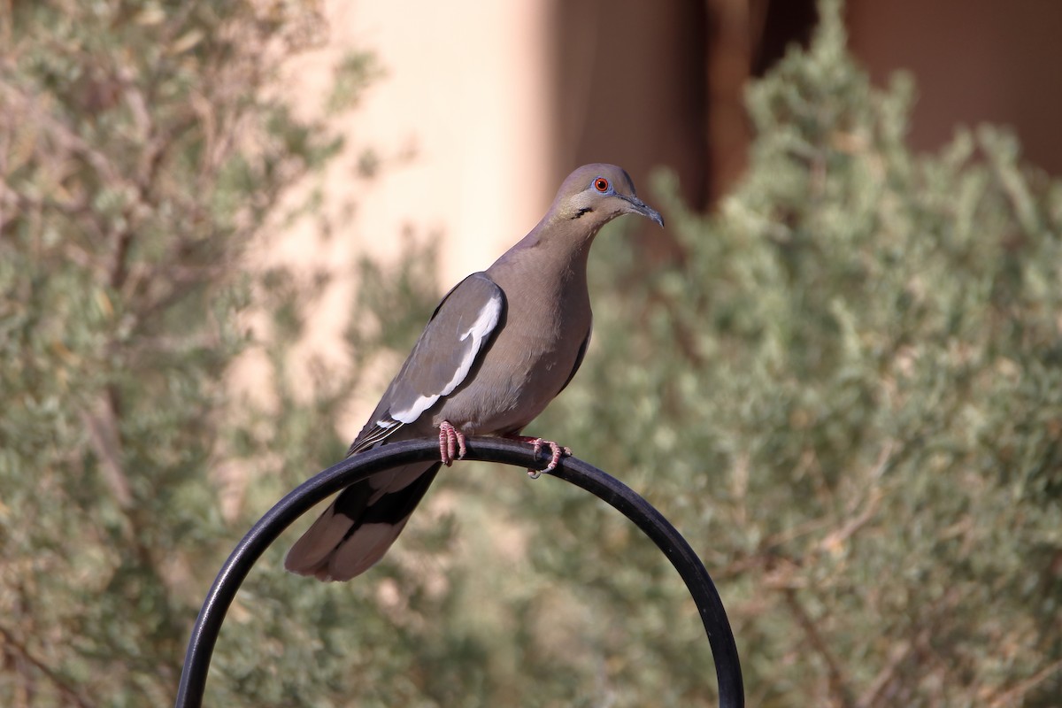 White-winged Dove - ML609255598