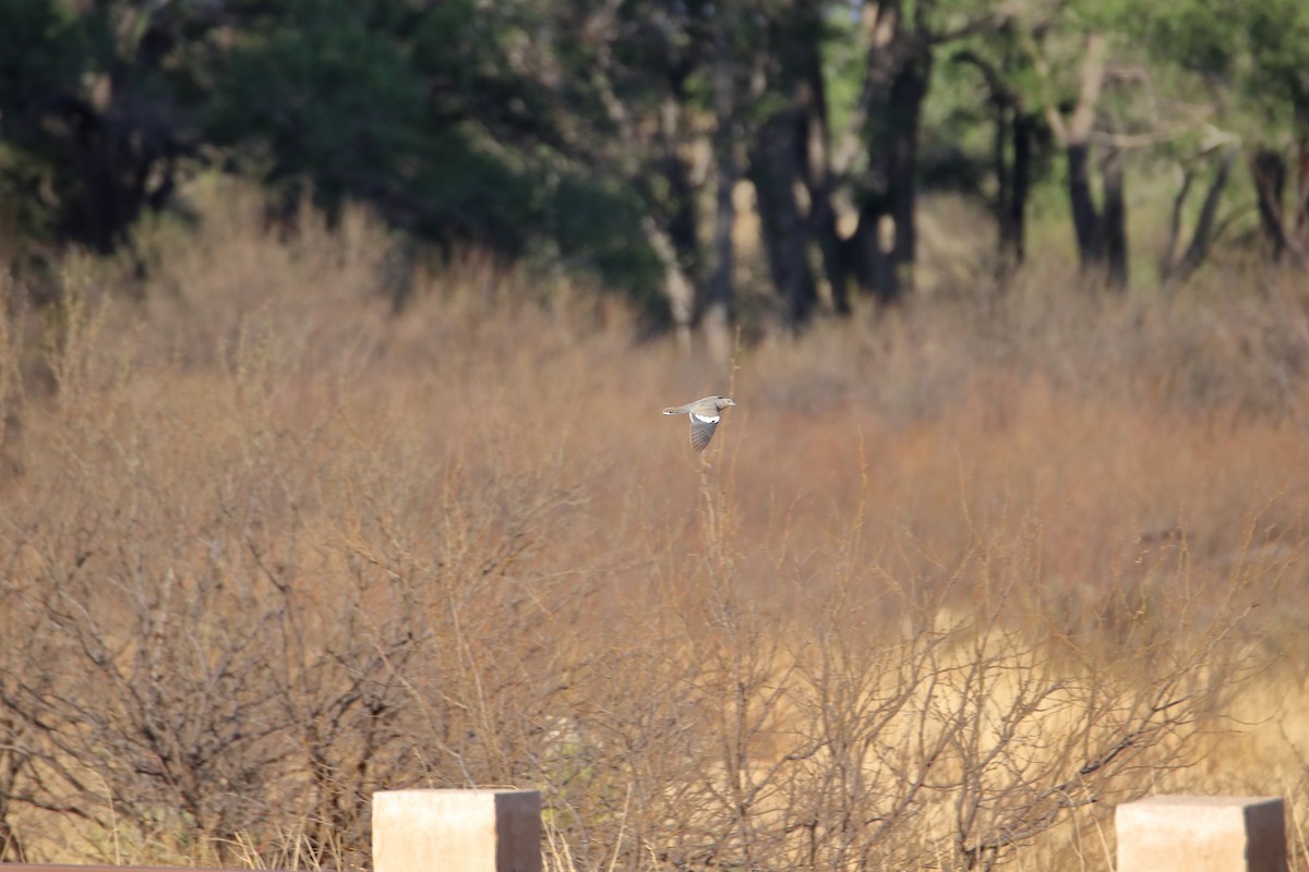 White-winged Dove - Daniel  Bellich