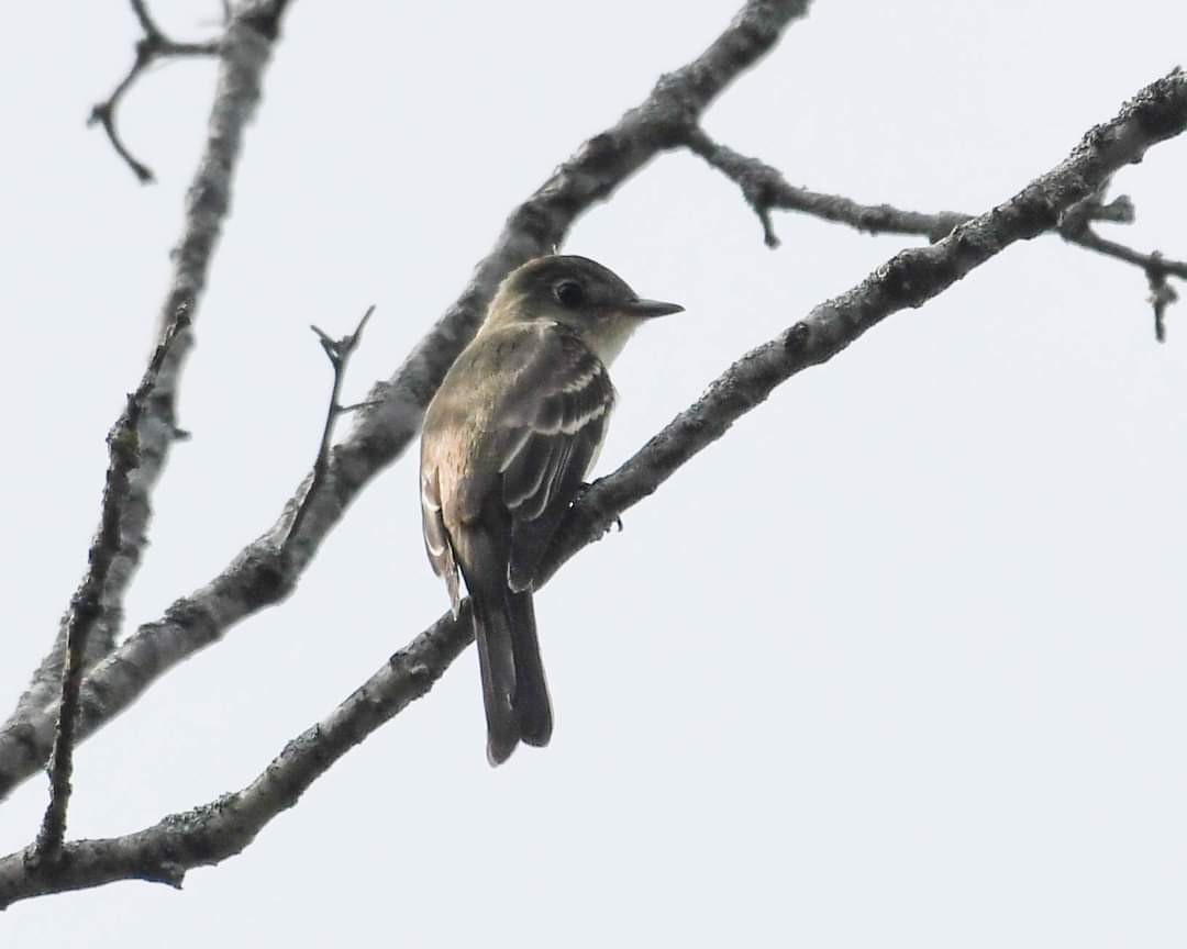 Eastern Wood-Pewee - Joanne Dial