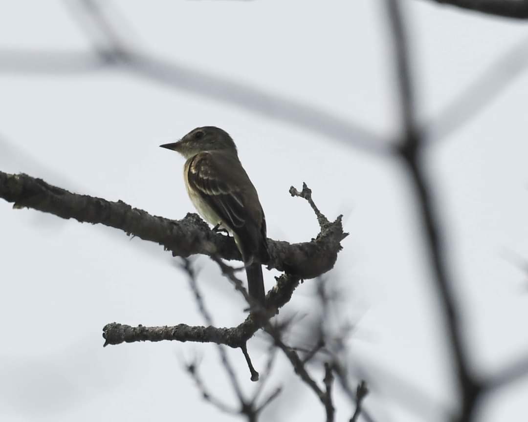 Eastern Wood-Pewee - Joanne Dial