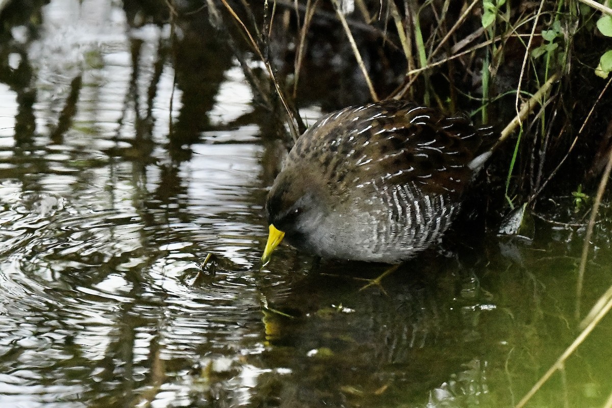 Polluela Sora - ML609255697