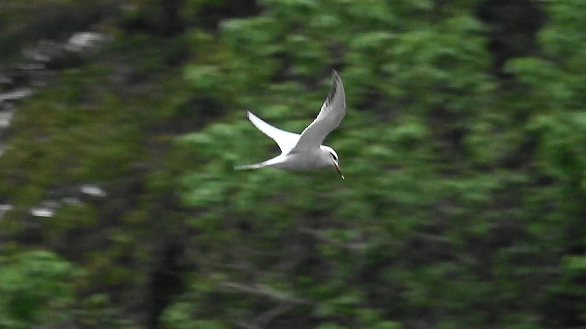 Snowy-crowned Tern - ML609255722