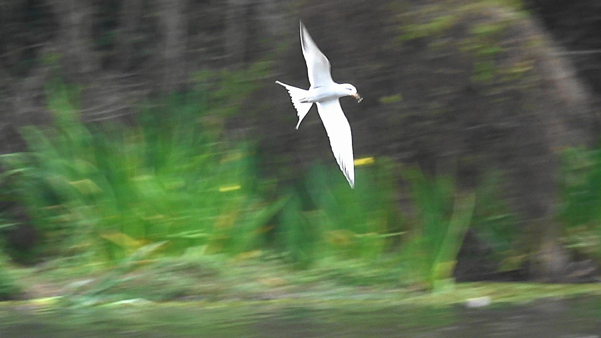 Snowy-crowned Tern - ML609255724
