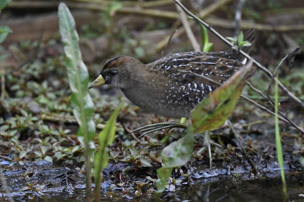 カオグロクイナ - ML609255777