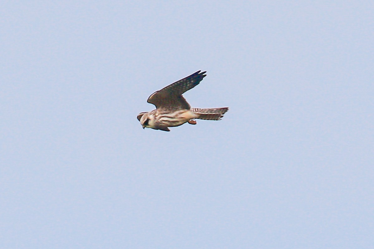 Red-footed Falcon - ML609255801