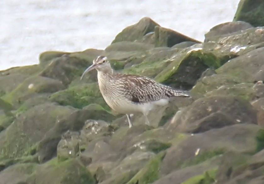 Whimbrel (White-rumped) - ML609255834