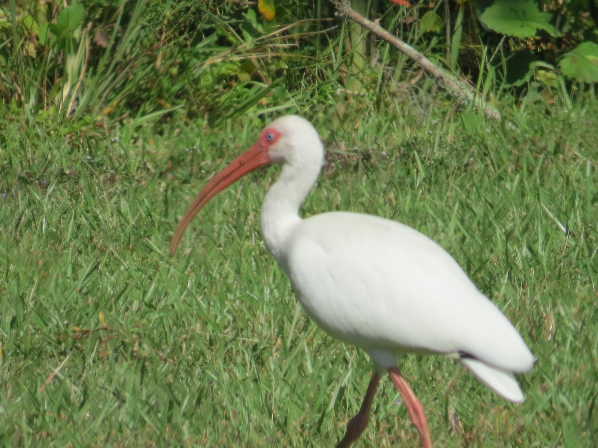 ibis bílý - ML609255859