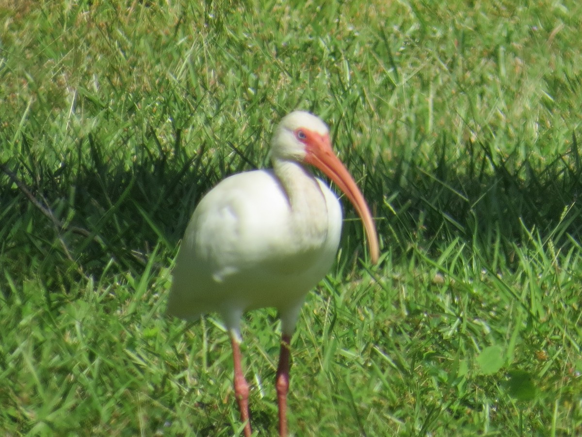 ibis bílý - ML609255863
