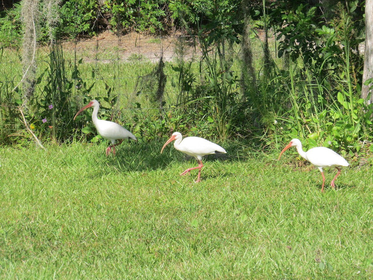 ibis bílý - ML609255867