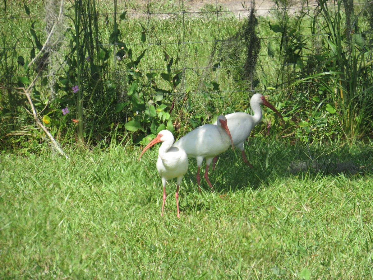 ibis bílý - ML609255873