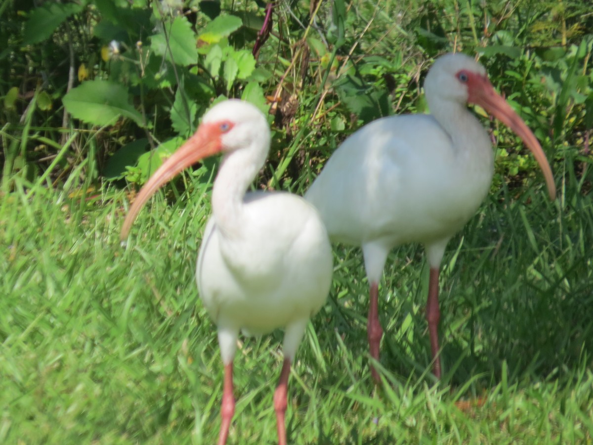 ibis bílý - ML609255878