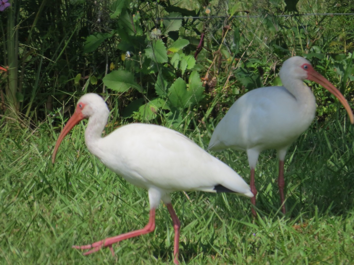 ibis bílý - ML609255885