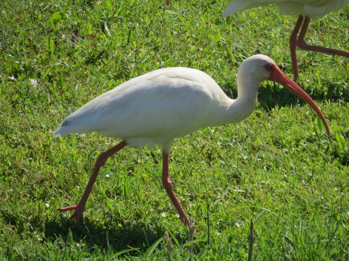 ibis bílý - ML609255902