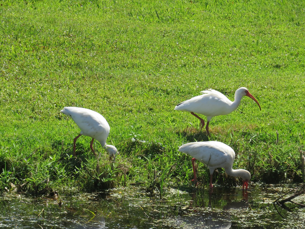 ibis bílý - ML609255911