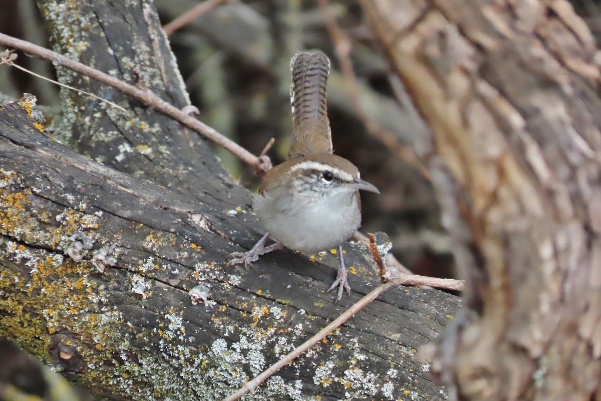 Bewick's Wren - ML609255919