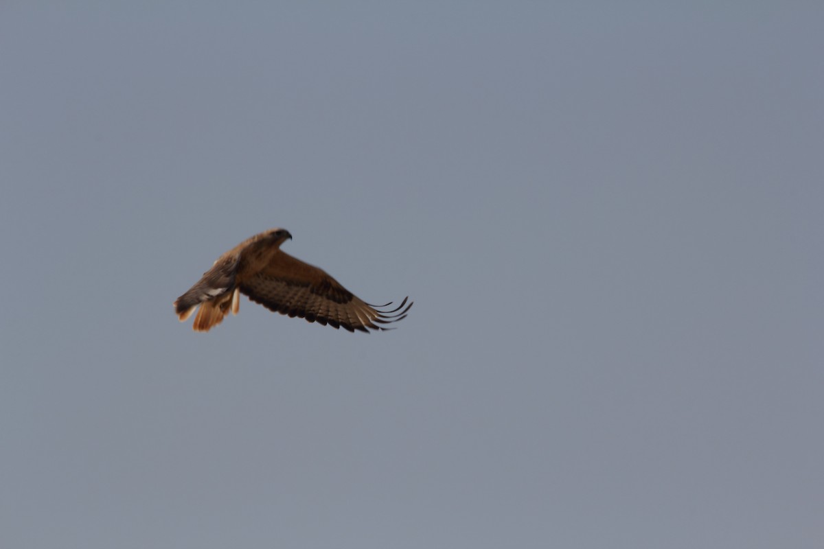 Long-legged Buzzard - ML609256019