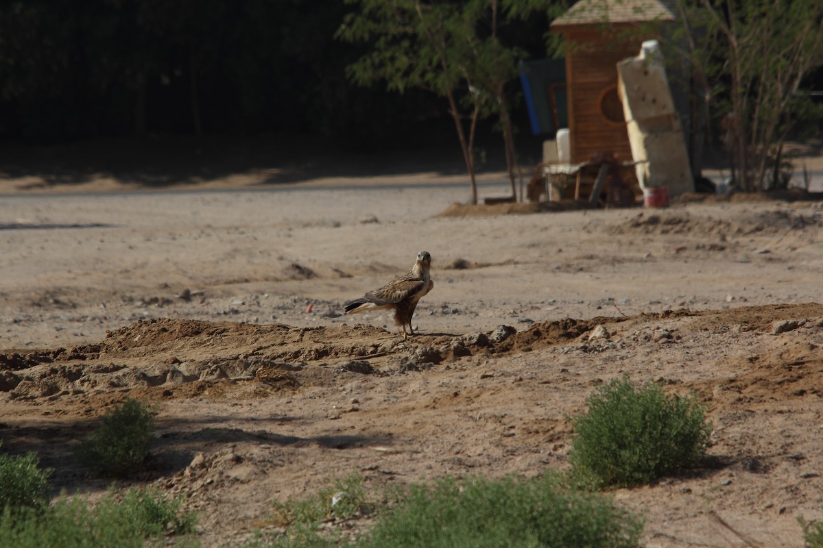 Long-legged Buzzard - ML609256020