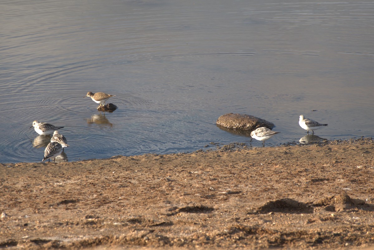 Sanderling - ML609256073