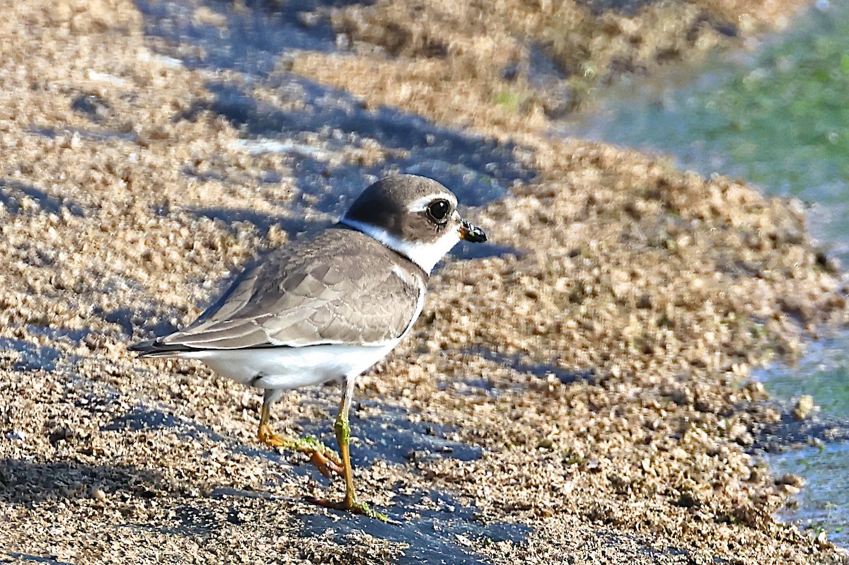 Semipalmated Plover - ML609256137