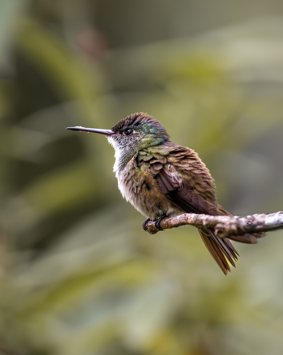 Azure-crowned Hummingbird - ML609256390