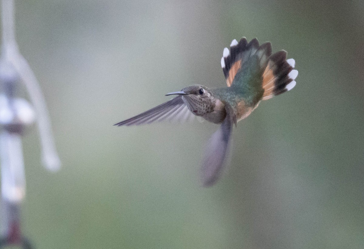 Rufous Hummingbird - ML609256488