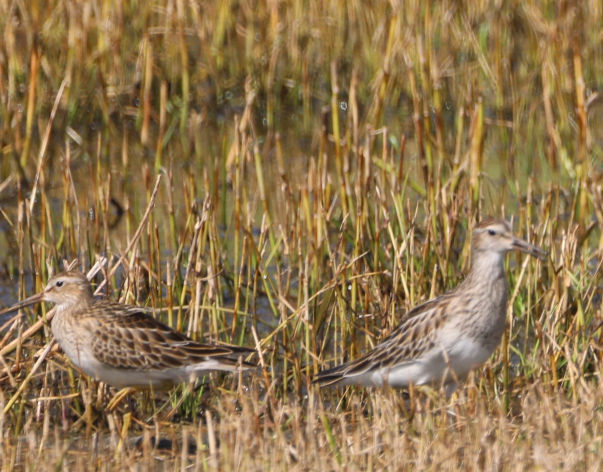 Pectoral Sandpiper - Glenn Blaser