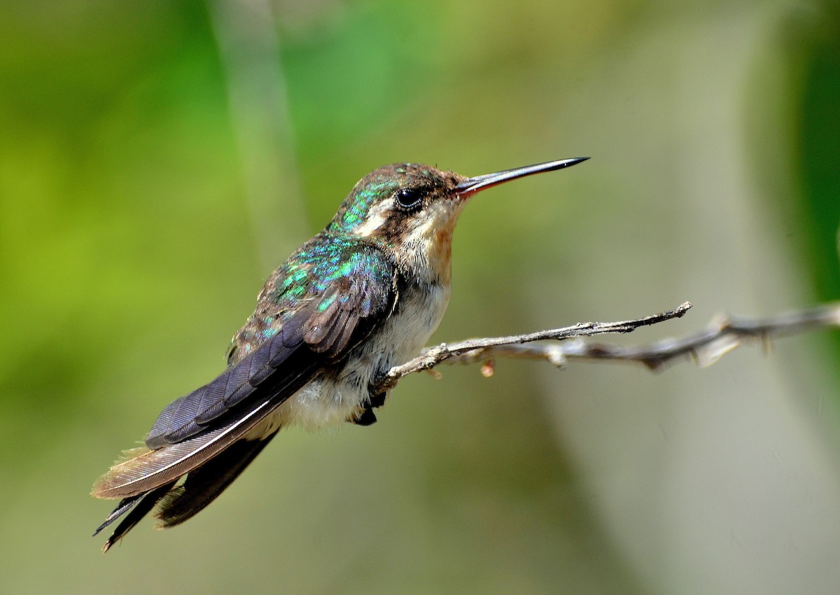 Canivet's Emerald - ML609256666