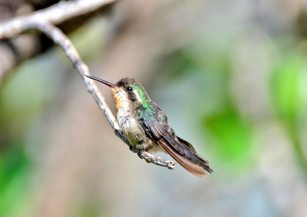 Canivet's Emerald - ML609256684