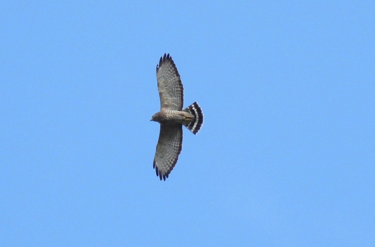 Broad-winged Hawk - Carlos Mancera (Tuxtla Birding Club)