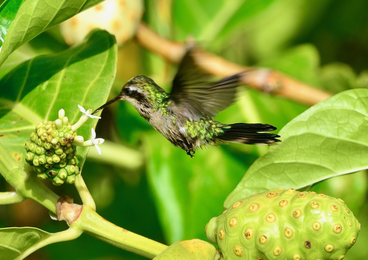 Canivet's Emerald - Kelvin Bodden