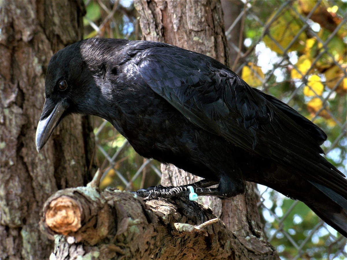 American Crow - ML609256725