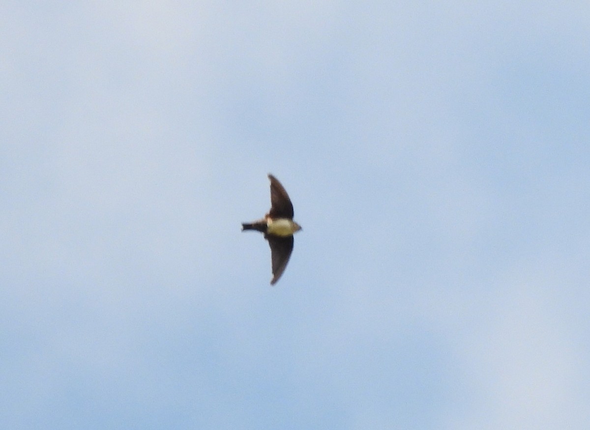 Black-capped Swallow - Carlos Mancera (Tuxtla Birding Club)