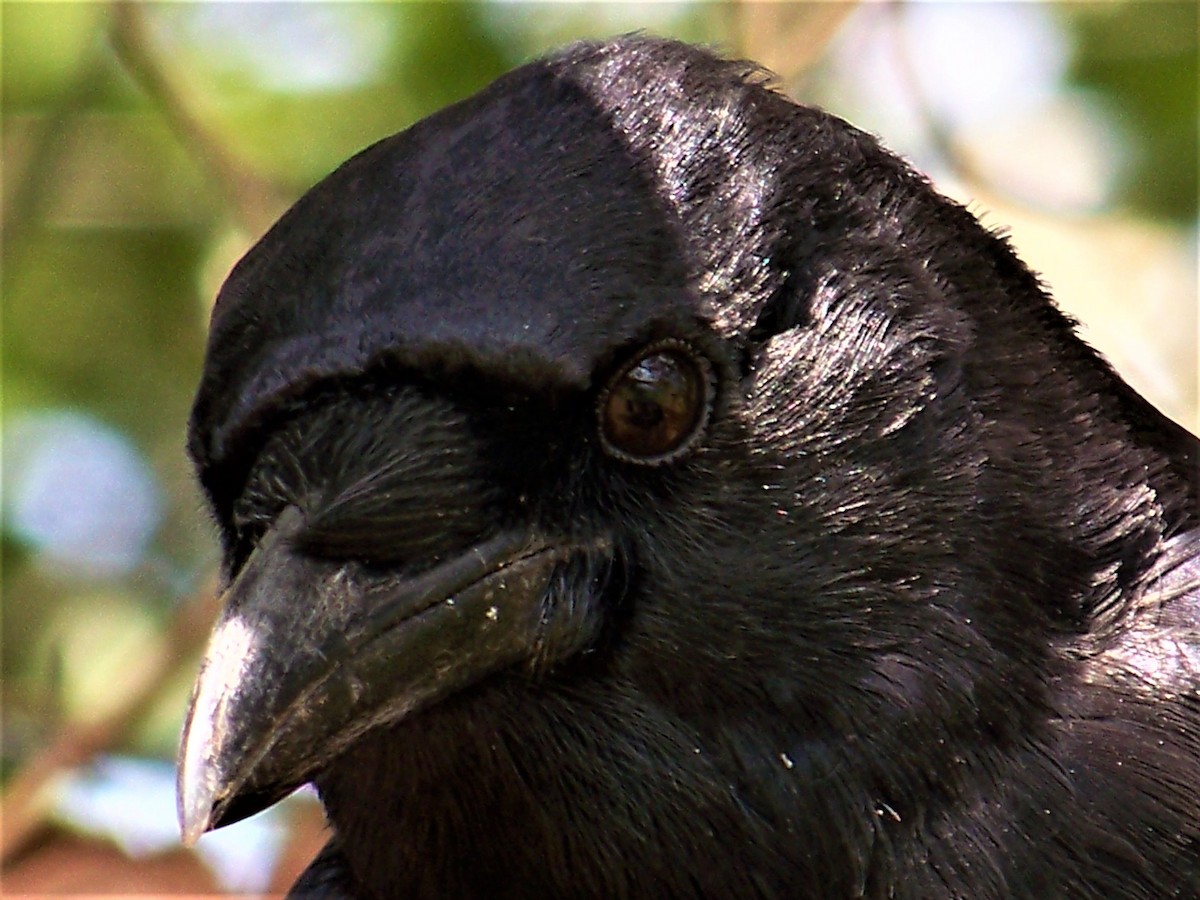 American Crow - ML609256761