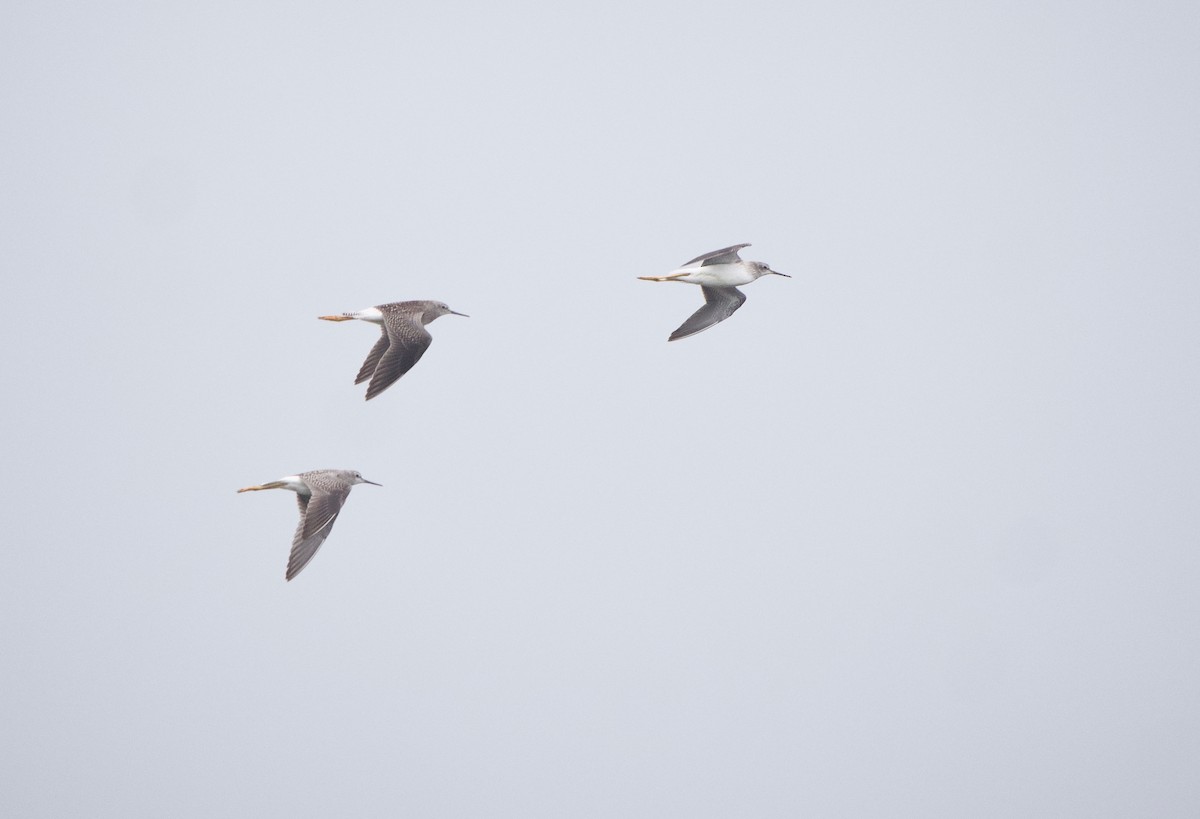 Lesser Yellowlegs - ML609256848